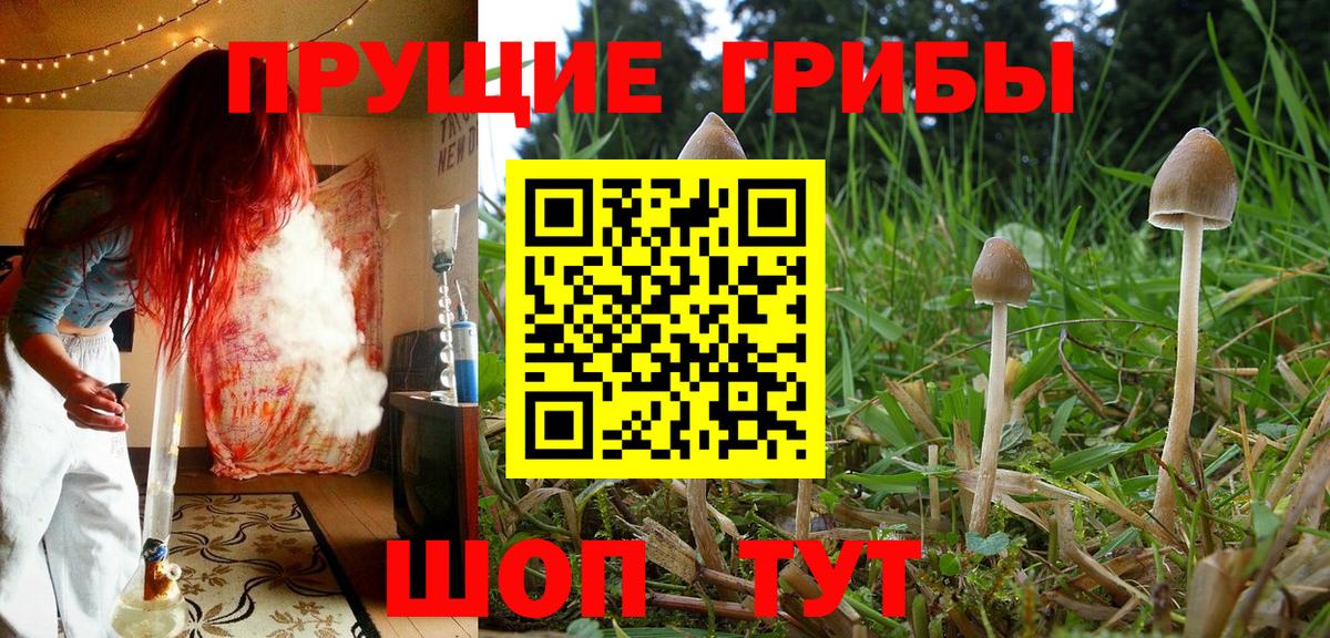 Псилоцибиновые грибы Cubensis Бузулук